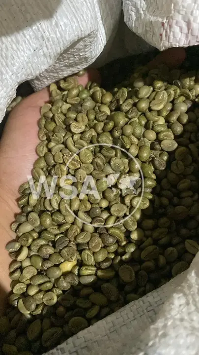 Robusta Coffee from Pasuruan, East Java – Premium BP 42 and BP 308 grown on Mount Arjuno–Welirang